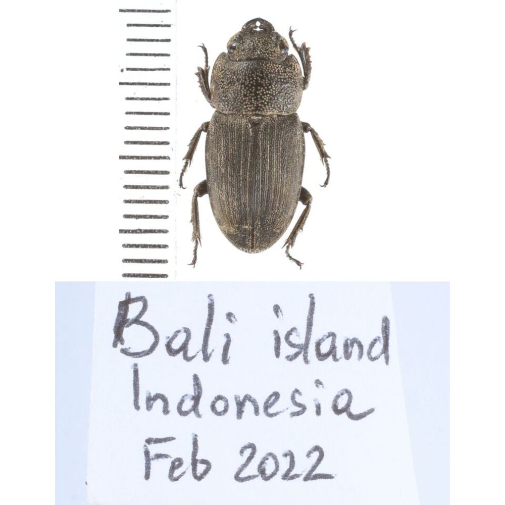 Lucanidae from different islands of Indonesia - Part 1