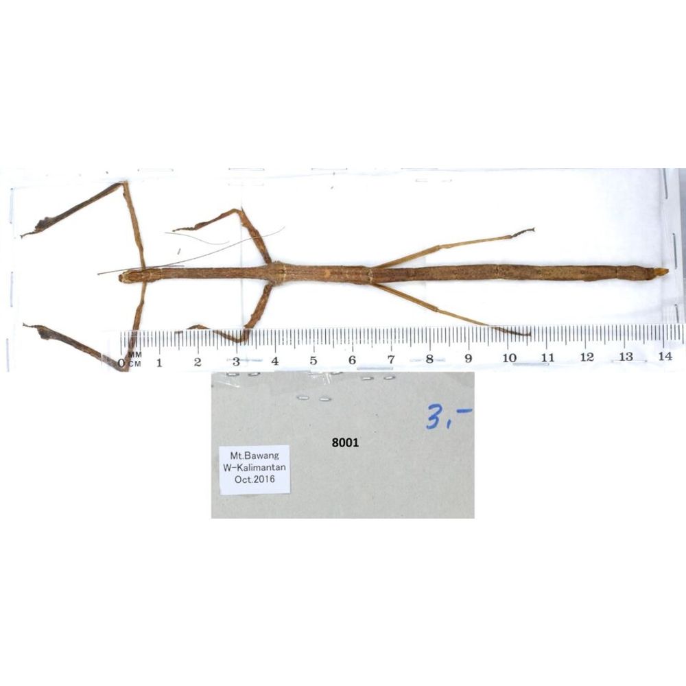 Stick insect - Phasmatodea, phasmid from different islads of Indonesia MIX