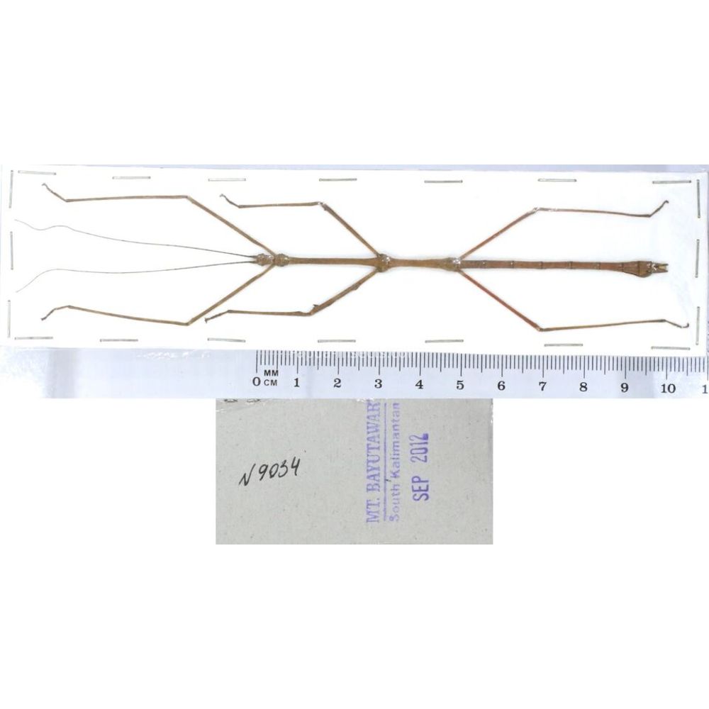 Stick insect - Phasmatodea, phasmid from different islads of Indonesia MIX