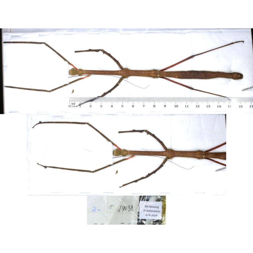 Stick insect - Phasmatodea, phasmid from different islads of Indonesia MIX