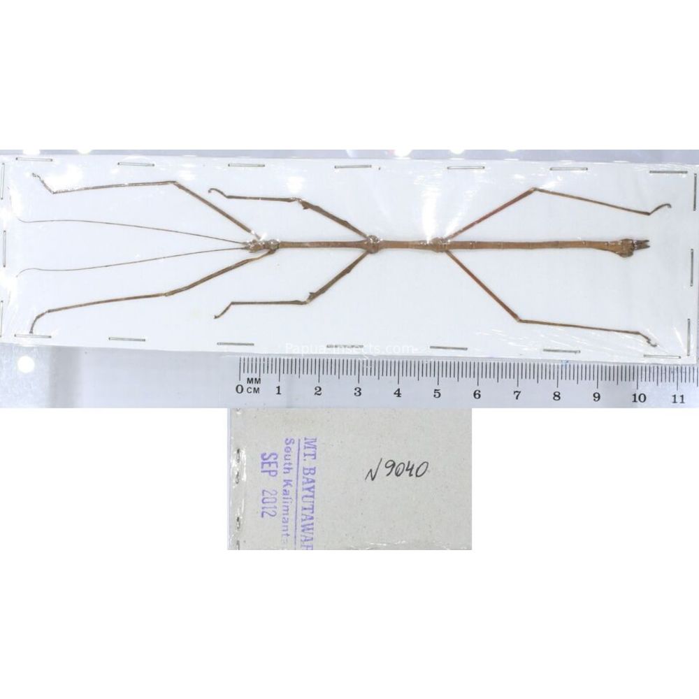 Stick insect - Phasmatodea, phasmid from different islads of Indonesia MIX