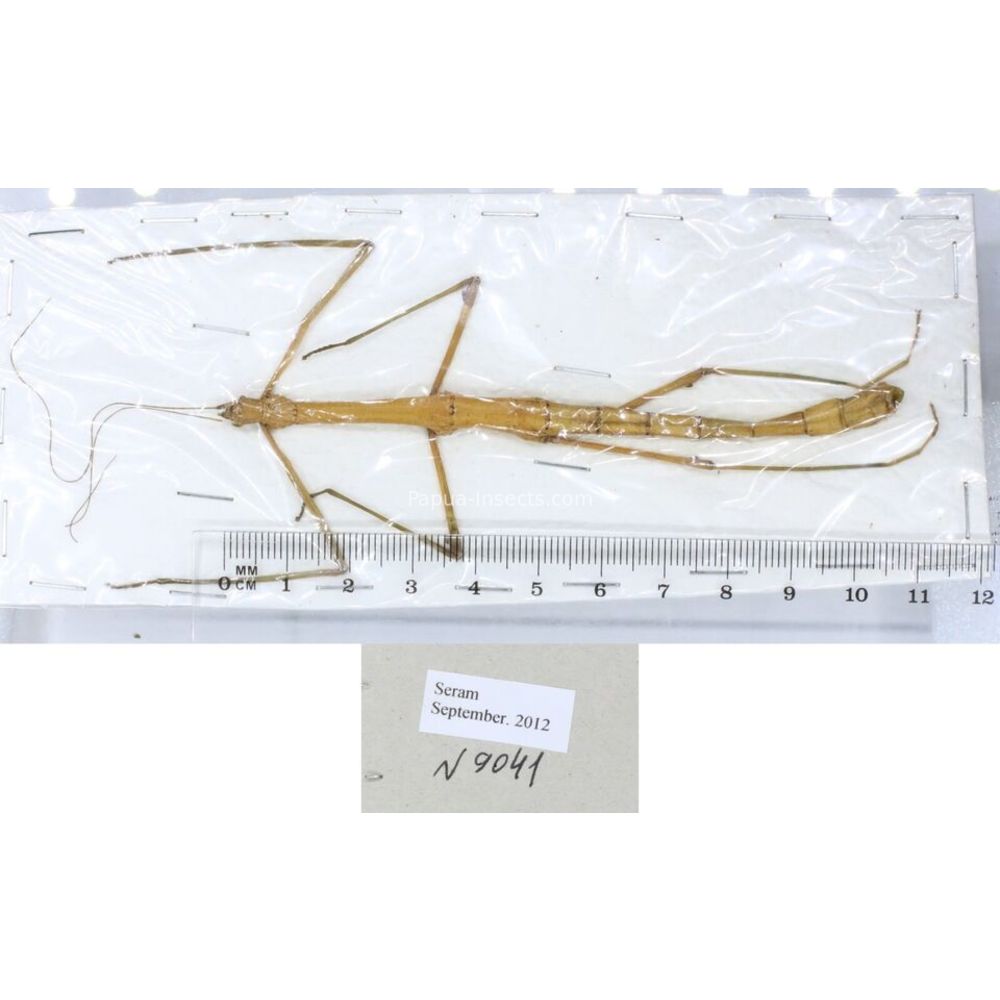 Stick insect - Phasmatodea, phasmid from different islads of Indonesia MIX