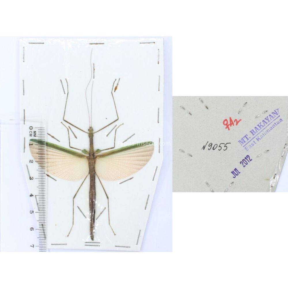 Stick insect - Phasmatodea, phasmid from different islads of Indonesia MIX