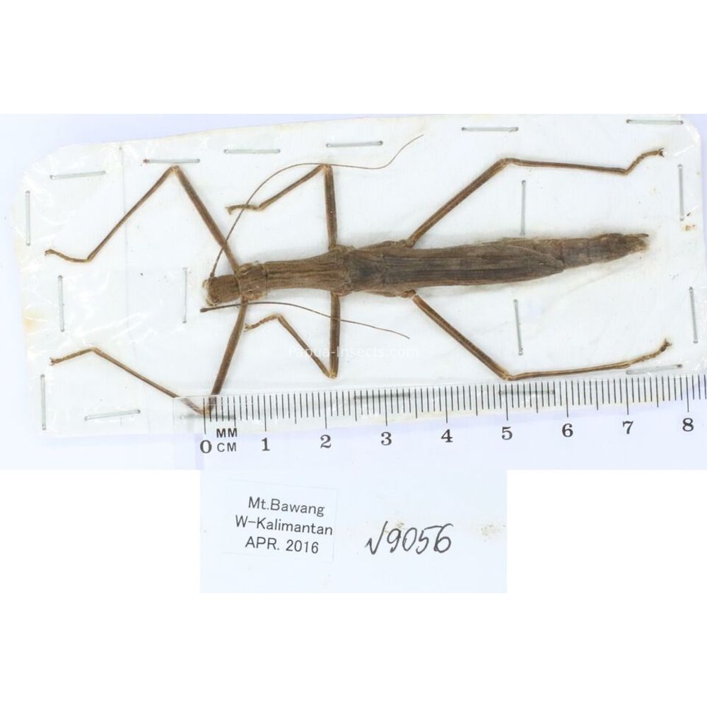 Stick insect - Phasmatodea, phasmid from different islads of Indonesia MIX