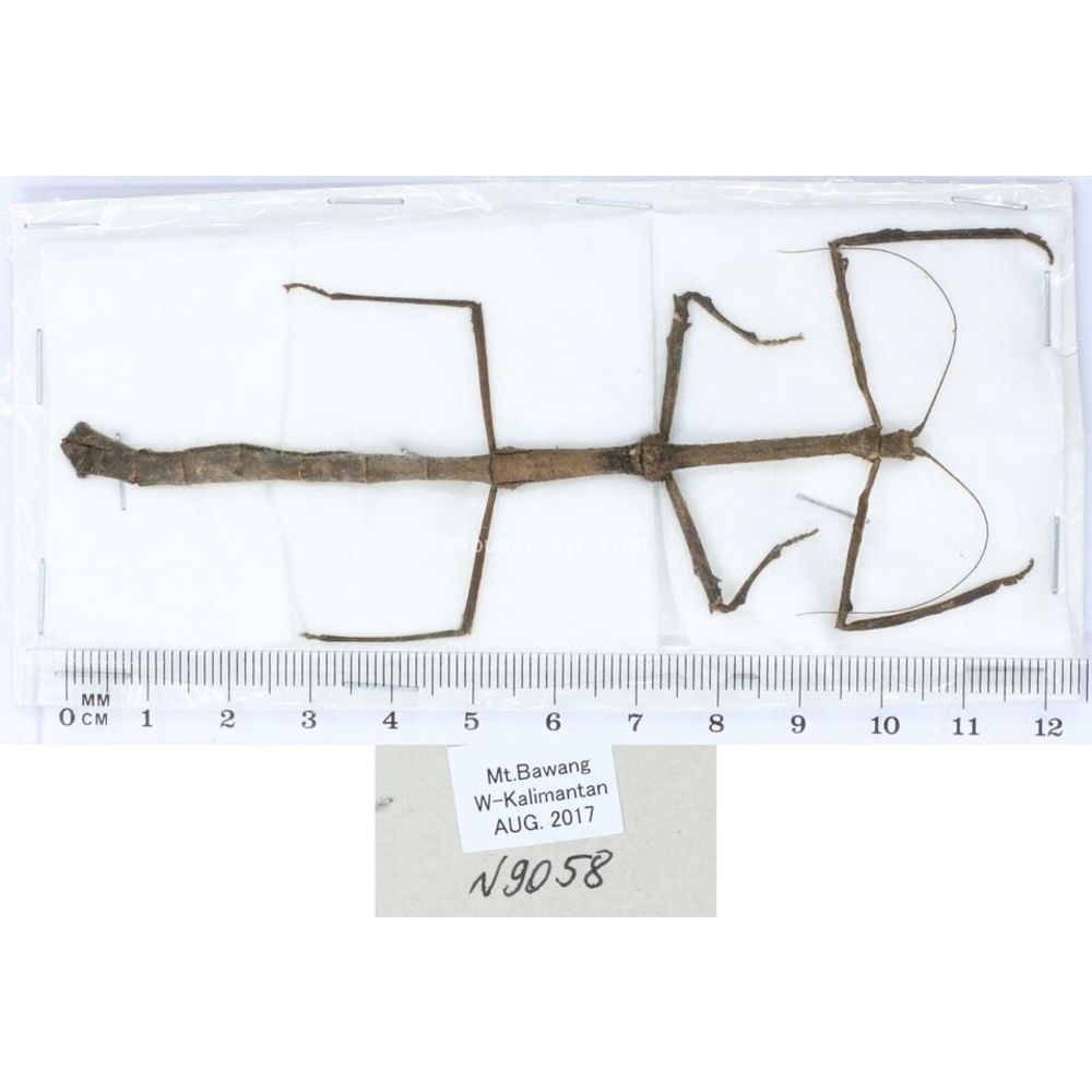 Stick insect - Phasmatodea, phasmid from different islads of Indonesia MIX