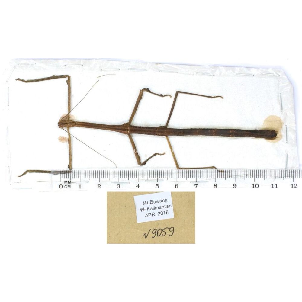 Stick insect - Phasmatodea, phasmid from different islads of Indonesia MIX