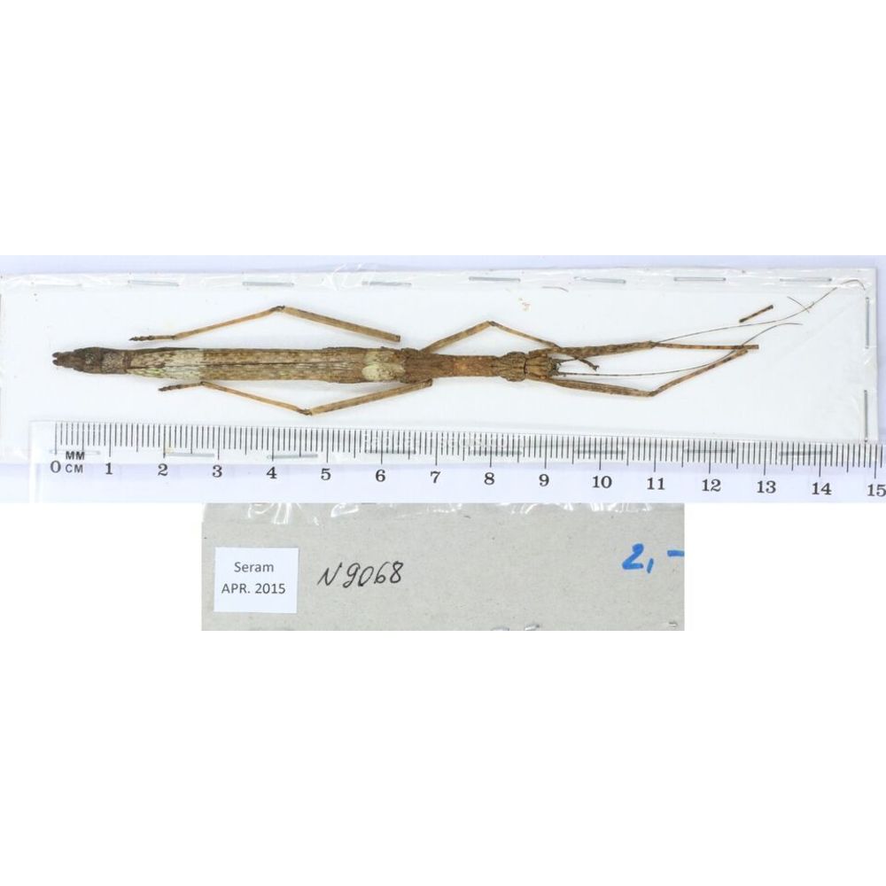 Stick insect - Phasmatodea, phasmid from different islads of Indonesia MIX