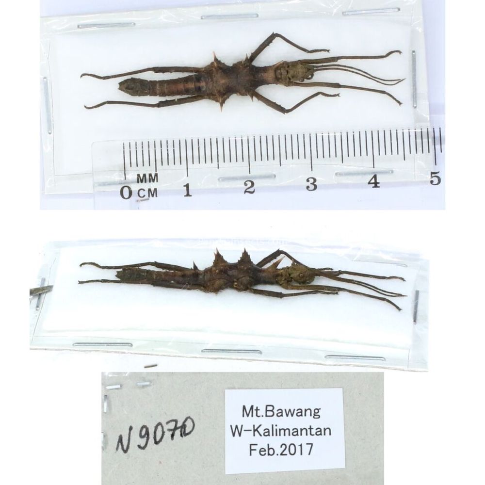 Stick insect - Phasmatodea, phasmid from different islads of Indonesia MIX