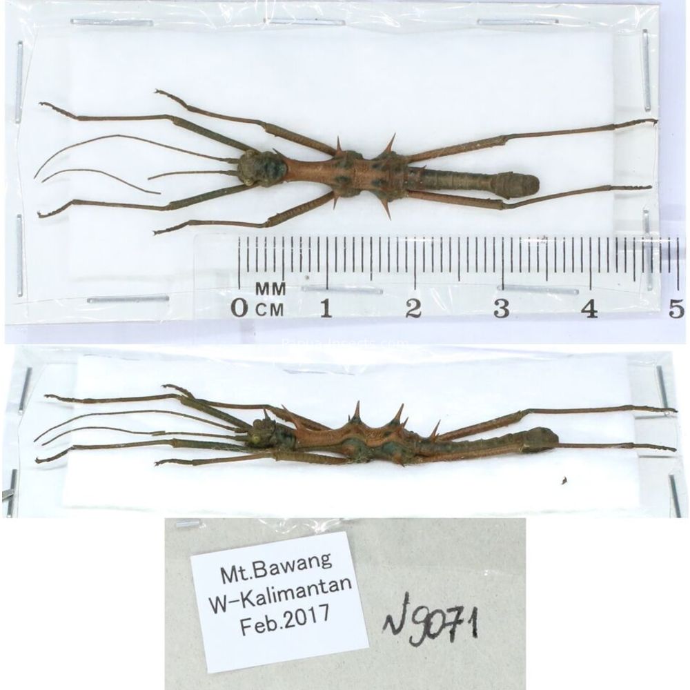 Stick insect - Phasmatodea, phasmid from different islads of Indonesia MIX