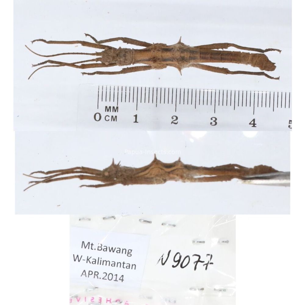 Stick insect - Phasmatodea, phasmid from different islads of Indonesia MIX