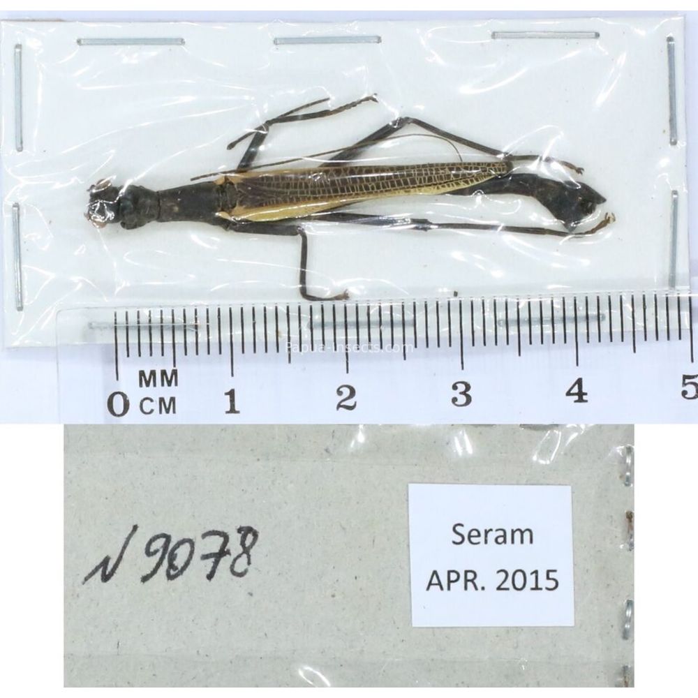 Stick insect - Phasmatodea, phasmid from different islads of Indonesia MIX