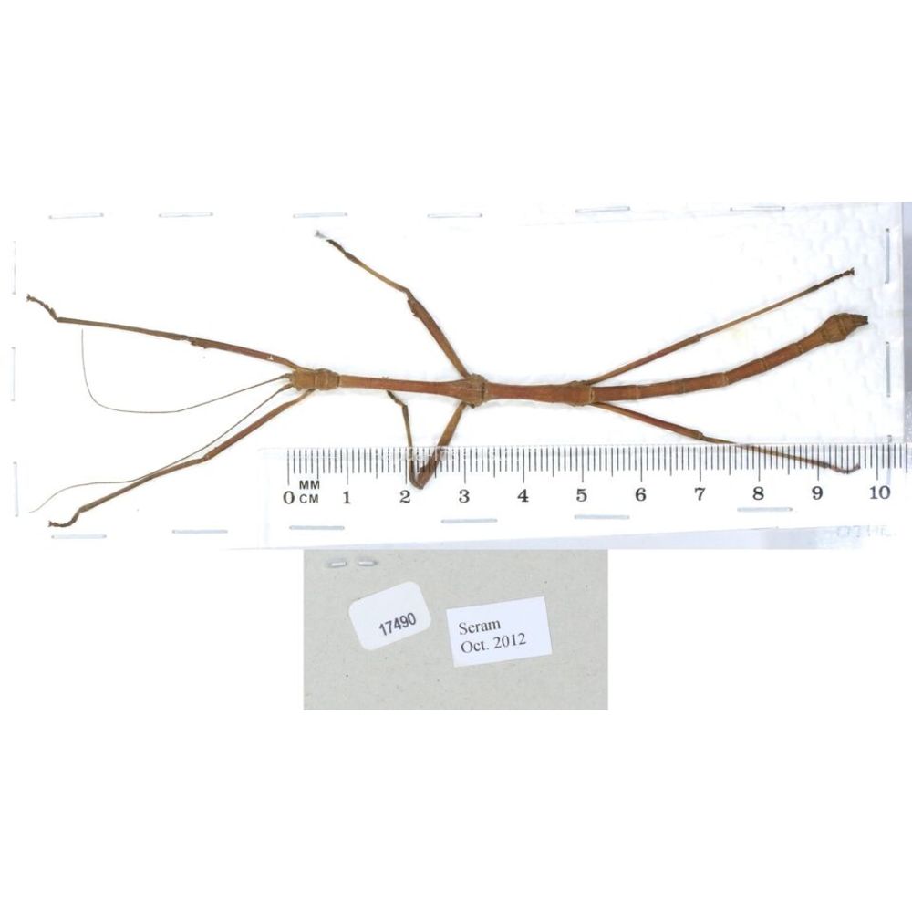 Stick insect - Phasmatodea, phasmid from different islads of Indonesia MIX