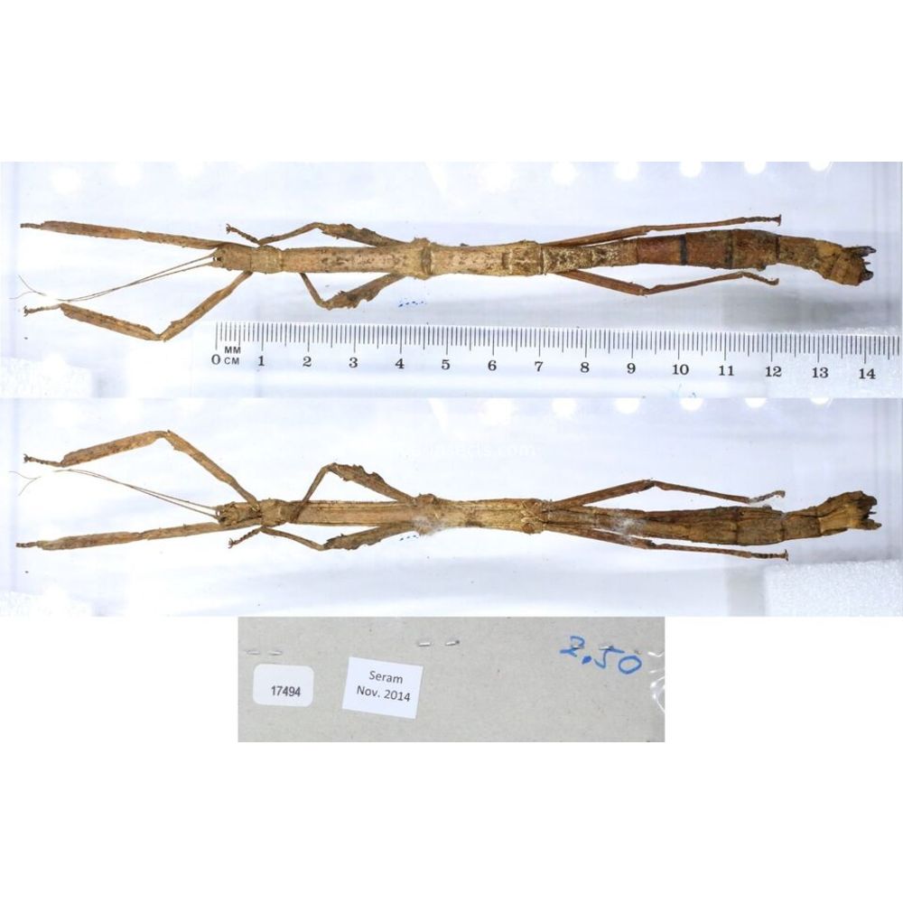 Stick insect - Phasmatodea, phasmid from different islads of Indonesia MIX