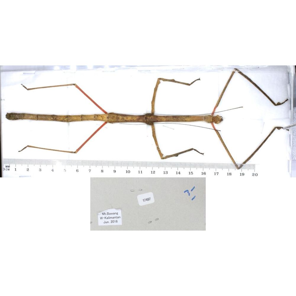 Stick insect - Phasmatodea, phasmid from different islads of Indonesia MIX