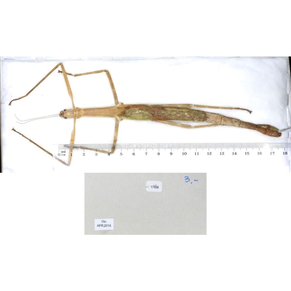 Stick insect - Phasmatodea, phasmid from different islads of Indonesia MIX