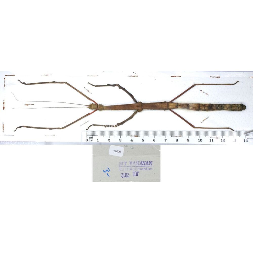 Stick insect - Phasmatodea, phasmid from different islads of Indonesia MIX