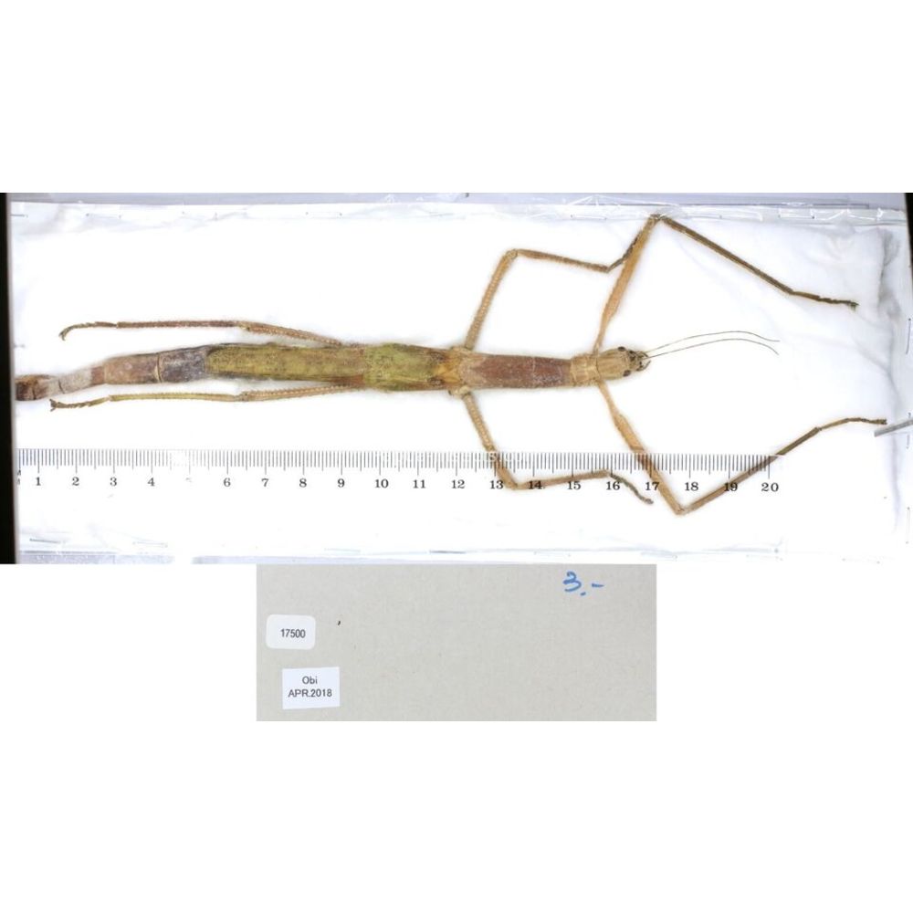 Stick insect - Phasmatodea, phasmid from different islads of Indonesia MIX