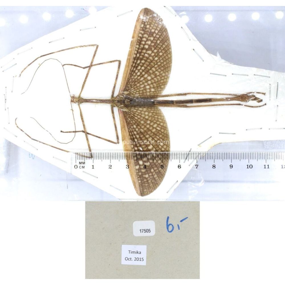 Stick insect - Phasmatodea, phasmid from different islads of Indonesia MIX