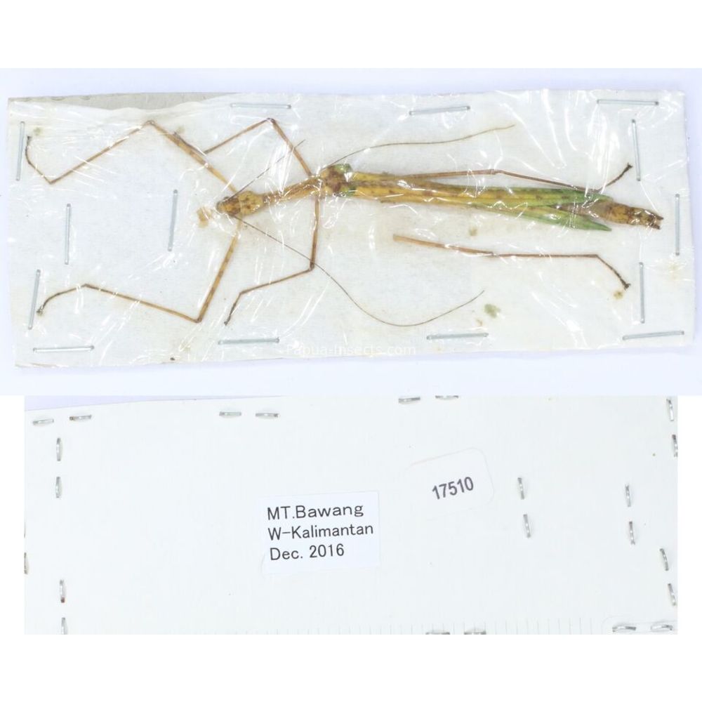 Stick insect - Phasmatodea, phasmid from different islads of Indonesia MIX