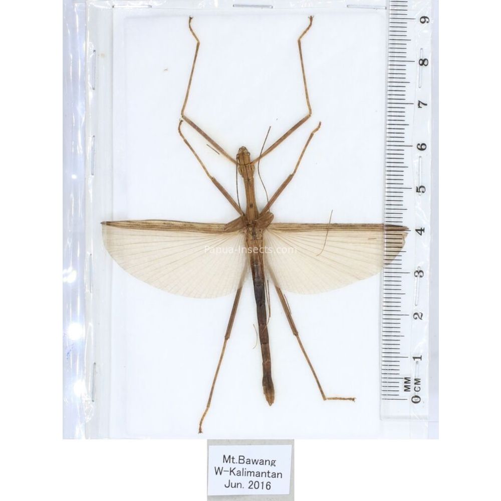 Stick insect - Phasmatodea, phasmid from different islads of Indonesia MIX