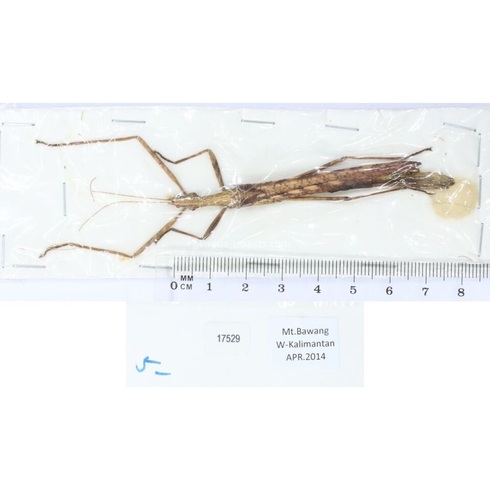 Stick insect - Phasmatodea, phasmid from different islads of Indonesia MIX2