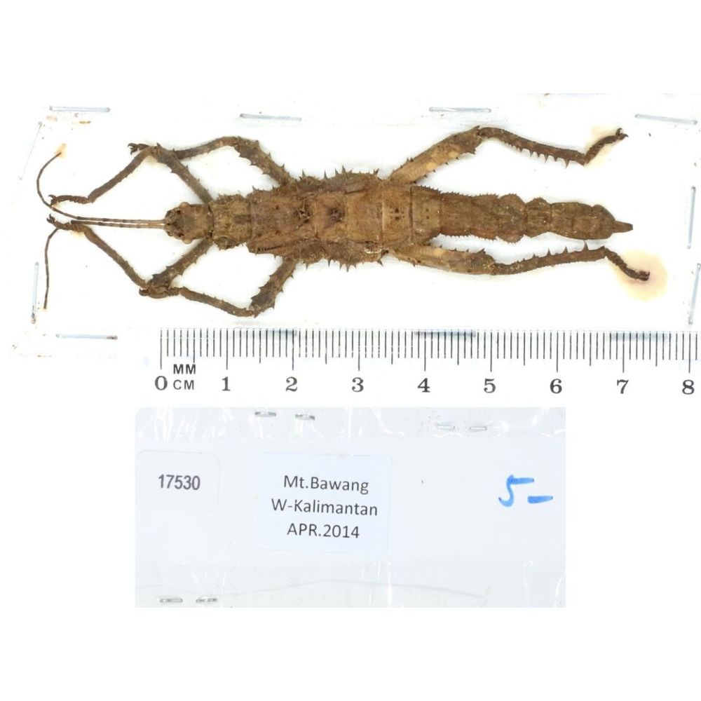 Stick insect - Phasmatodea, phasmid from different islads of Indonesia MIX2