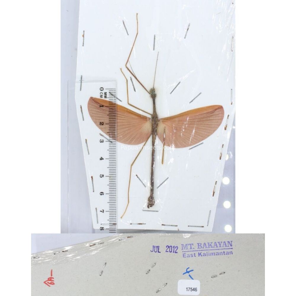 Stick insect - Phasmatodea, phasmid from different islads of Indonesia MIX2