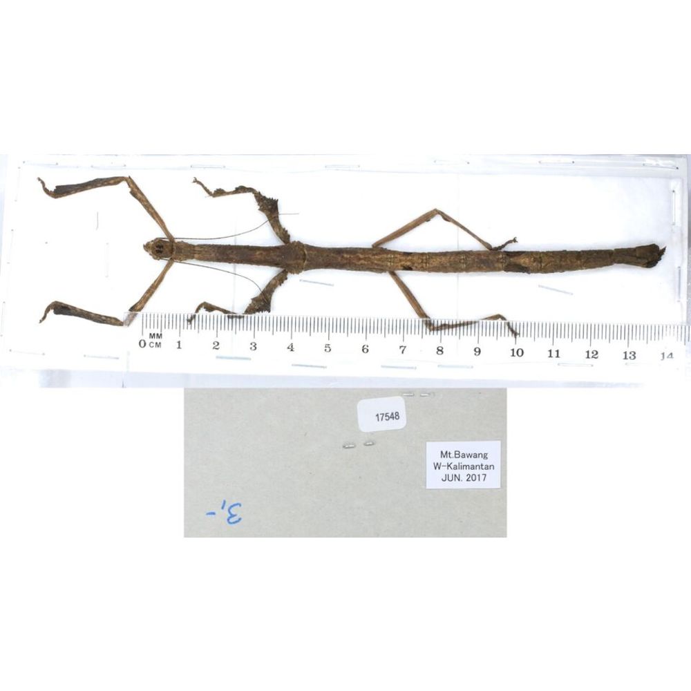 Stick insect - Phasmatodea, phasmid from different islads of Indonesia MIX2