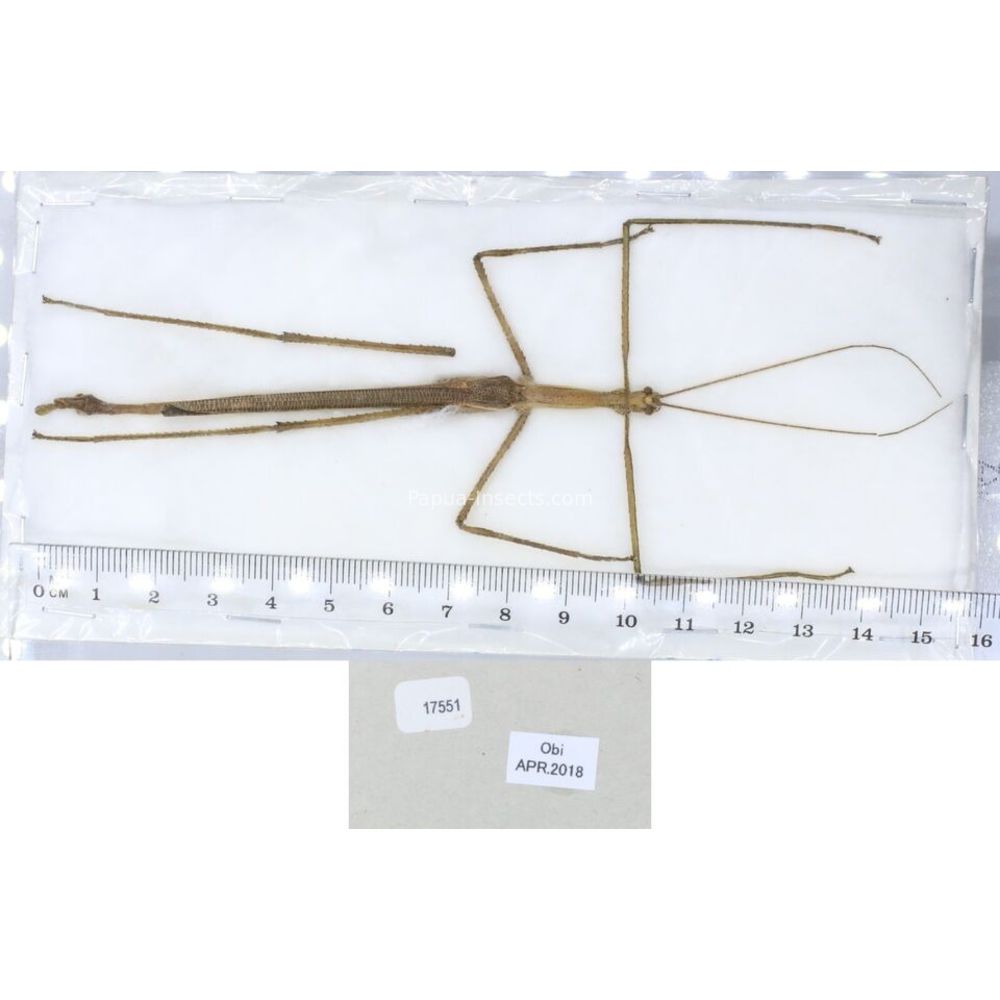 Stick insect - Phasmatodea, phasmid from different islads of Indonesia MIX2