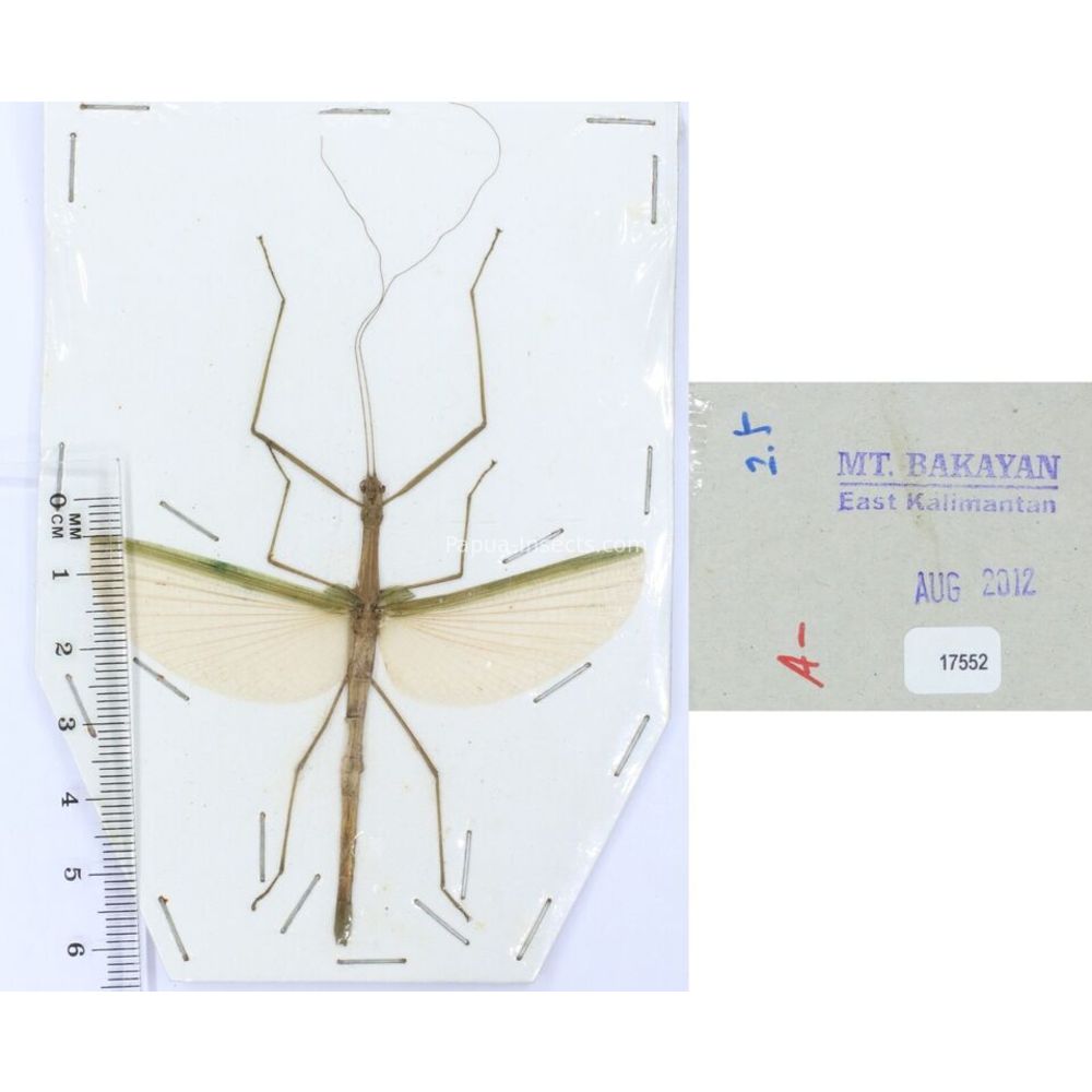 Stick insect - Phasmatodea, phasmid from different islads of Indonesia MIX2