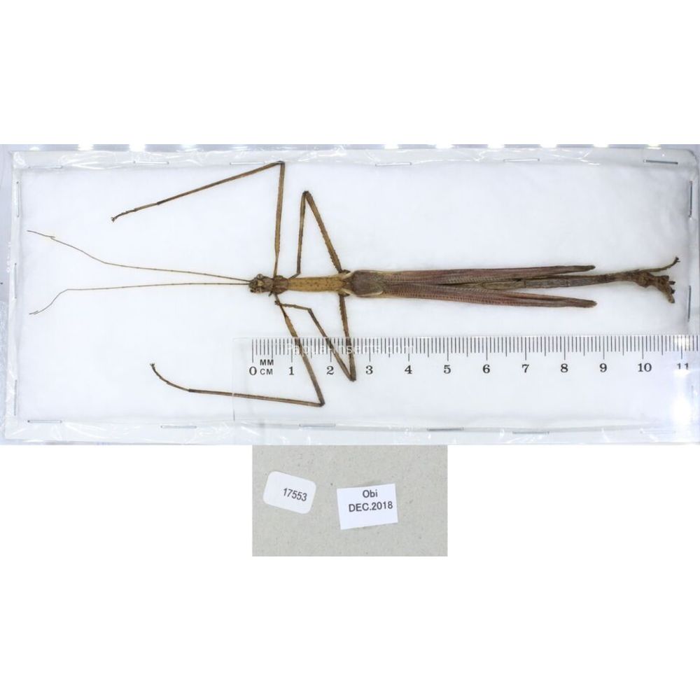 Stick insect - Phasmatodea, phasmid from different islads of Indonesia MIX2