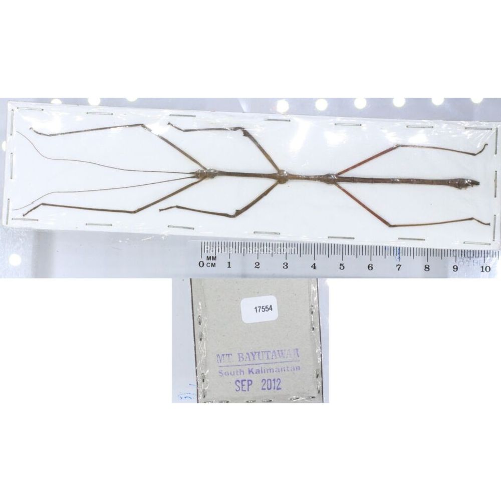 Stick insect - Phasmatodea, phasmid from different islads of Indonesia MIX2