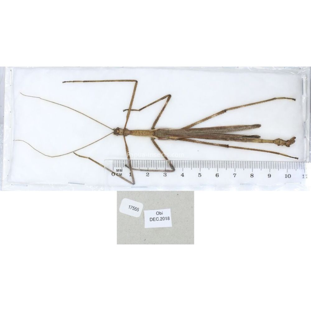 Stick insect - Phasmatodea, phasmid from different islads of Indonesia MIX2