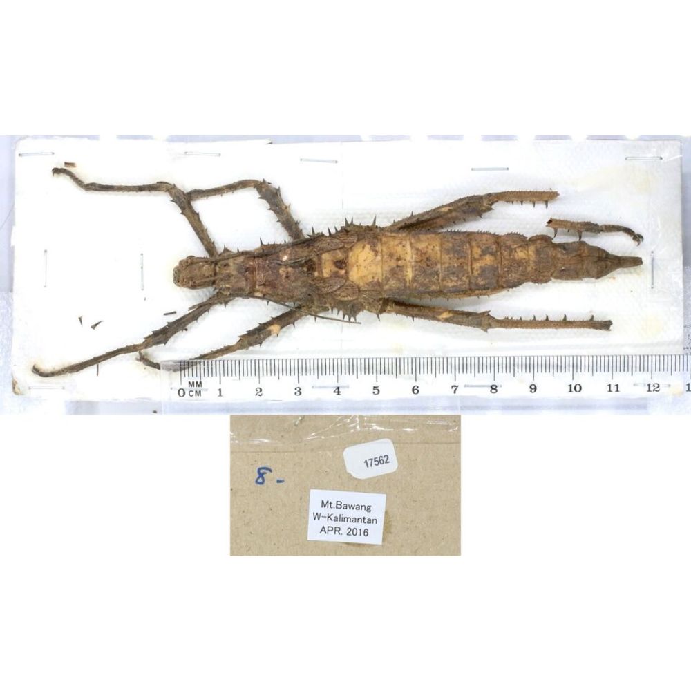 Stick insect - Phasmatodea, phasmid from different islads of Indonesia MIX2