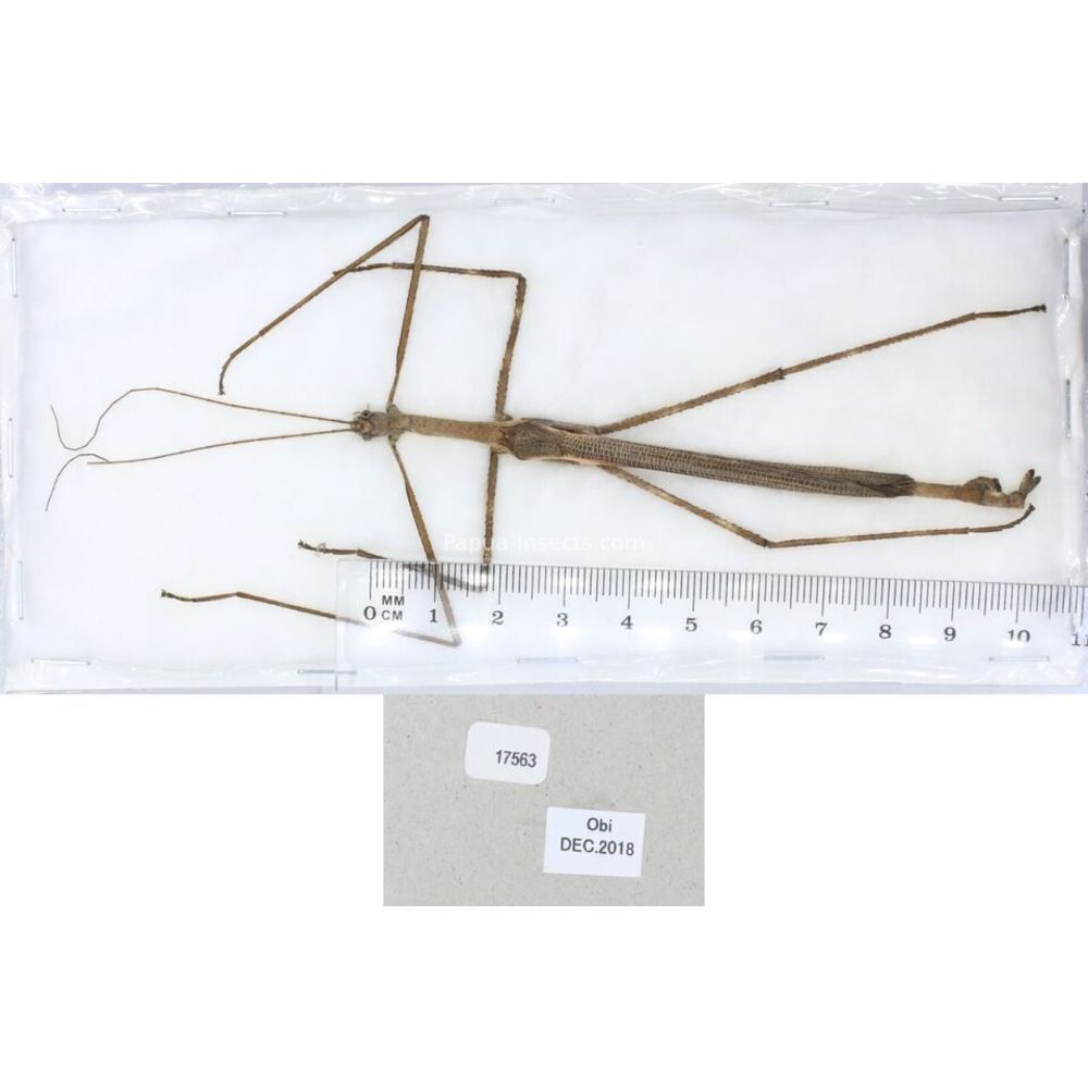 Stick insect - Phasmatodea, phasmid from different islads of Indonesia MIX2