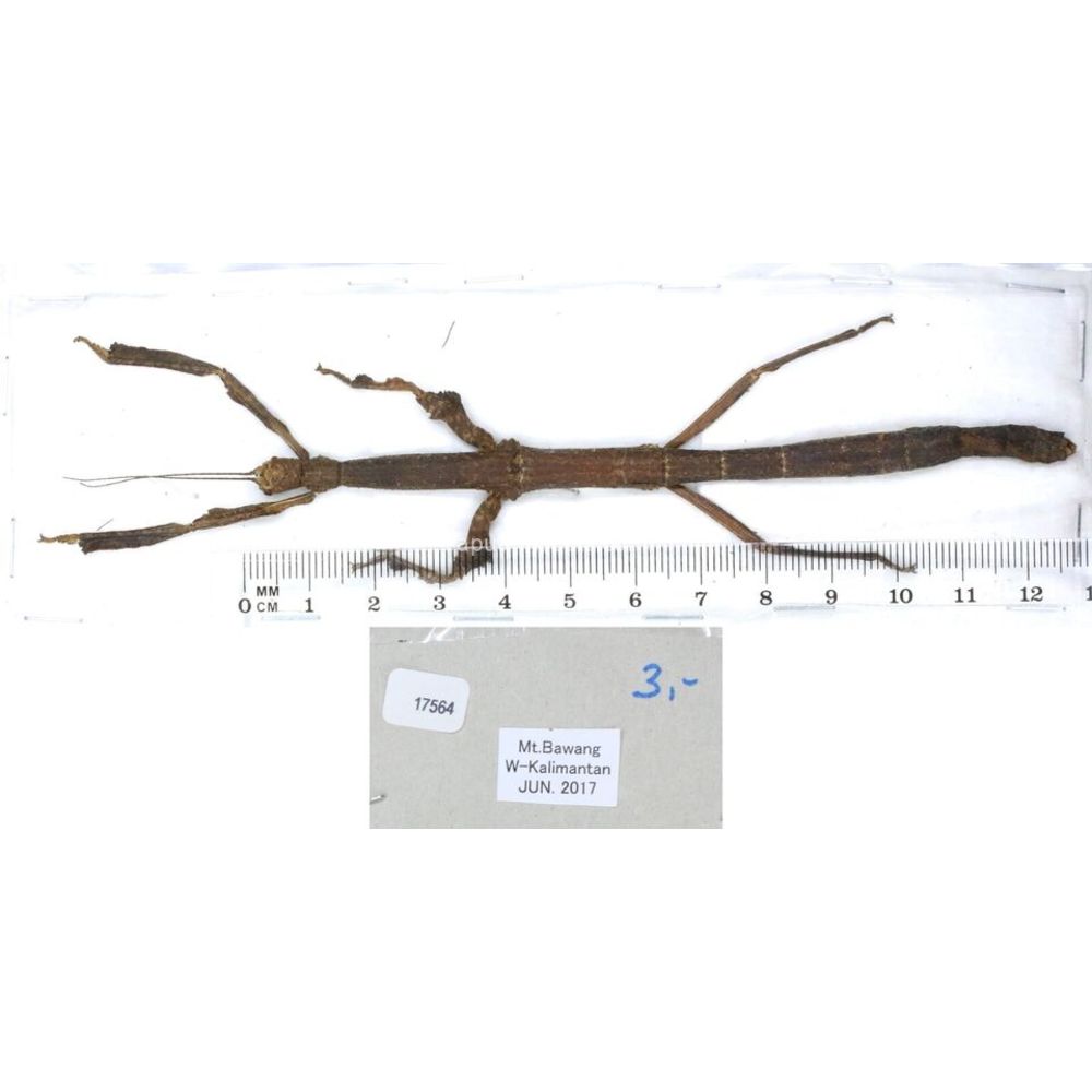 Stick insect - Phasmatodea, phasmid from different islads of Indonesia MIX2