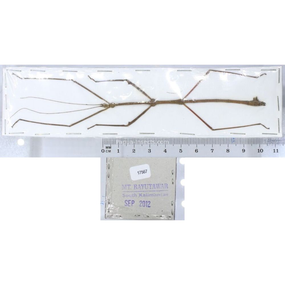 Stick insect - Phasmatodea, phasmid from different islads of Indonesia MIX2