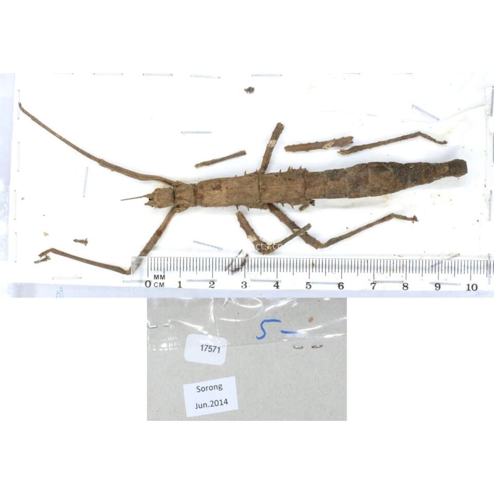 Stick insect - Phasmatodea, phasmid from different islads of Indonesia MIX2