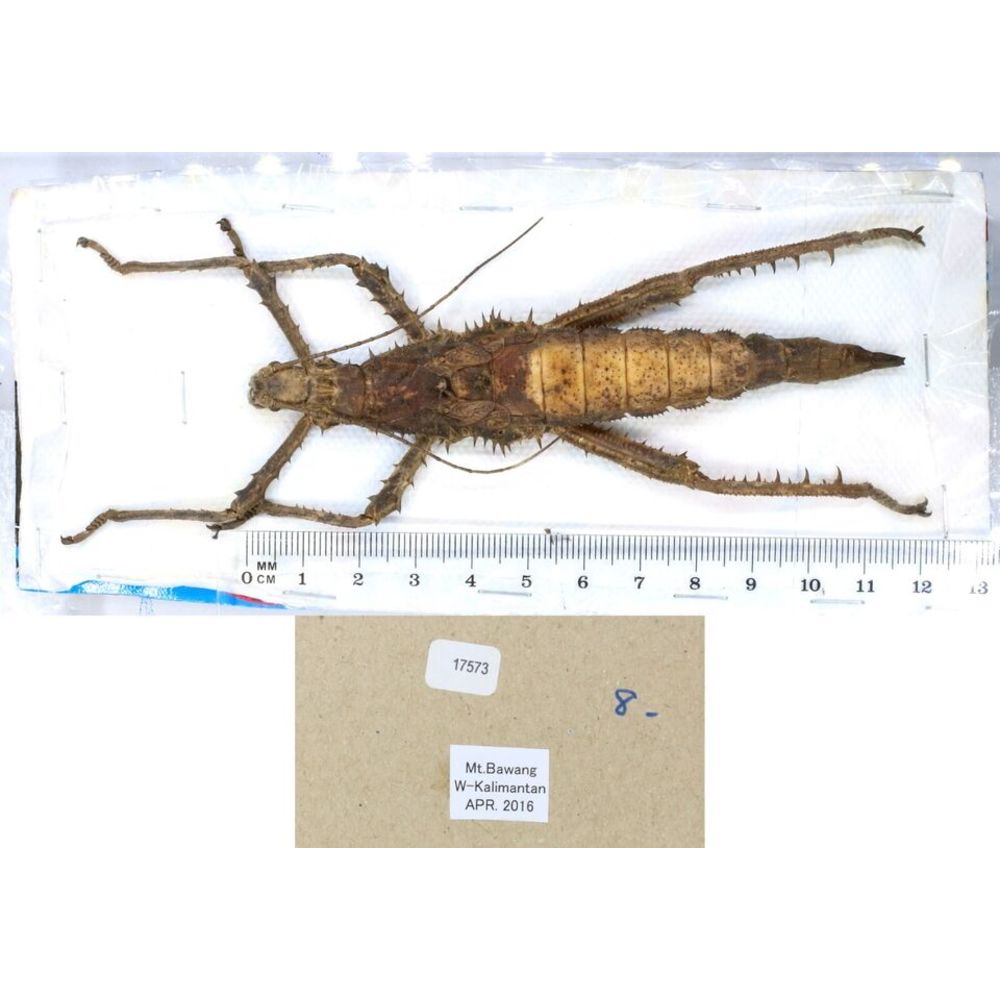 Stick insect - Phasmatodea, phasmid from different islads of Indonesia MIX2