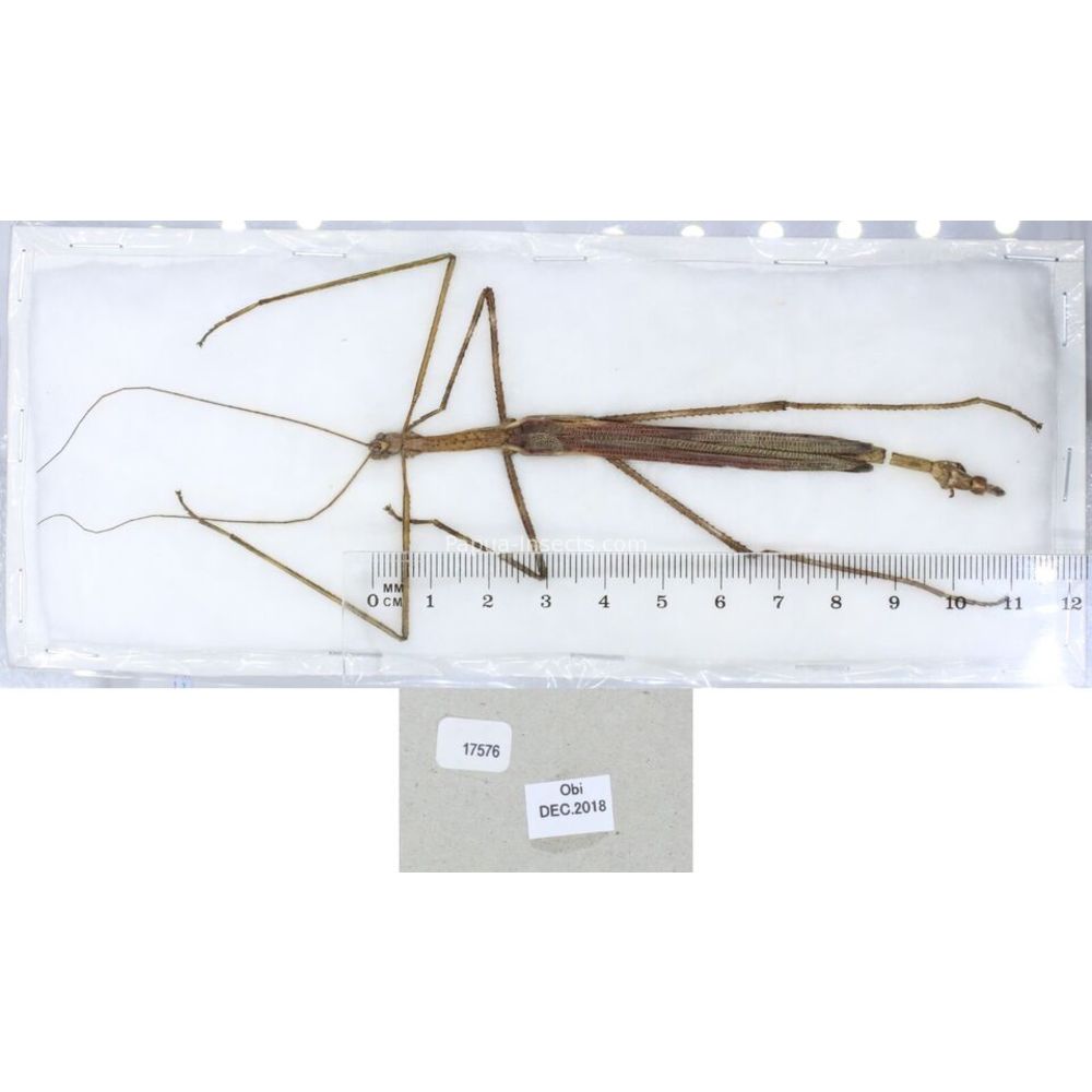 Stick insect - Phasmatodea, phasmid from different islads of Indonesia MIX2