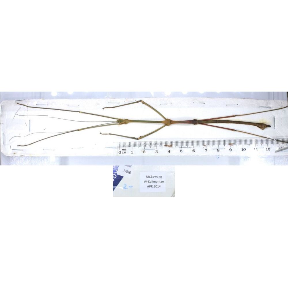 Stick insect - Phasmatodea, phasmid from different islads of Indonesia MIX2