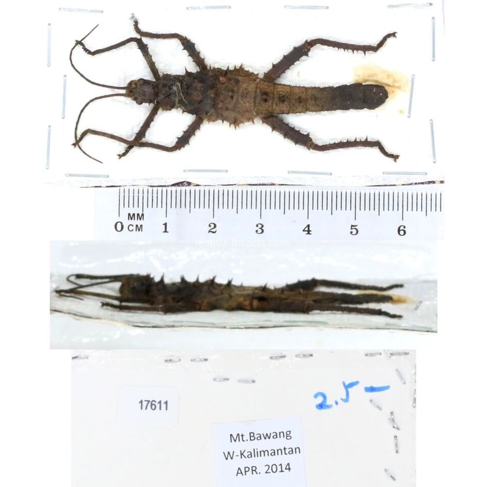 Stick insect - Phasmatodea, phasmid from different islads of Indonesia MIX2