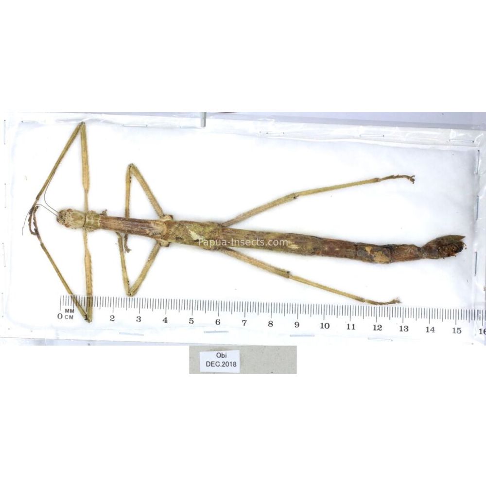 Stick insect - Phasmatodea, phasmid from different islads of Indonesia MIX2