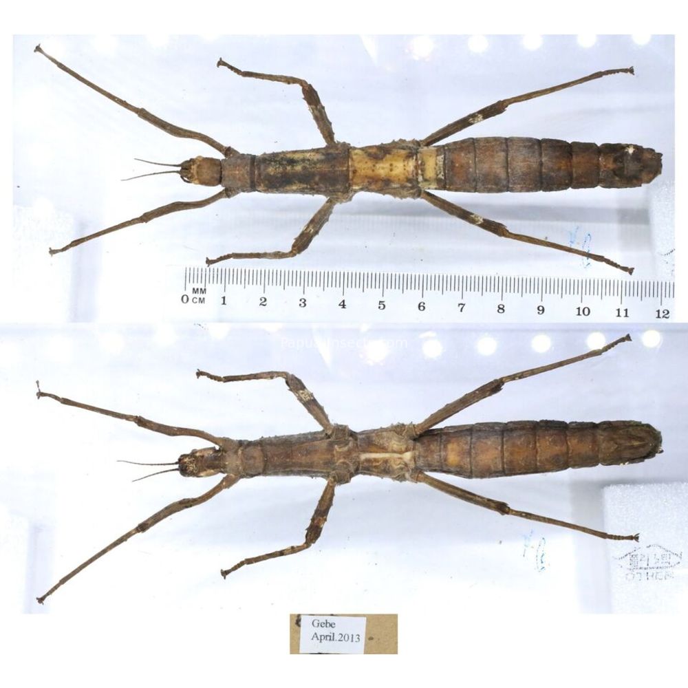 Stick insect - Phasmatodea, phasmid from different islads of Indonesia MIX2