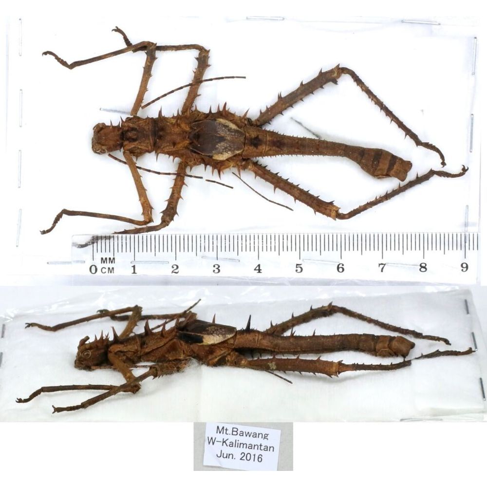 Stick insect - Phasmatodea, phasmid from different islads of Indonesia MIX2