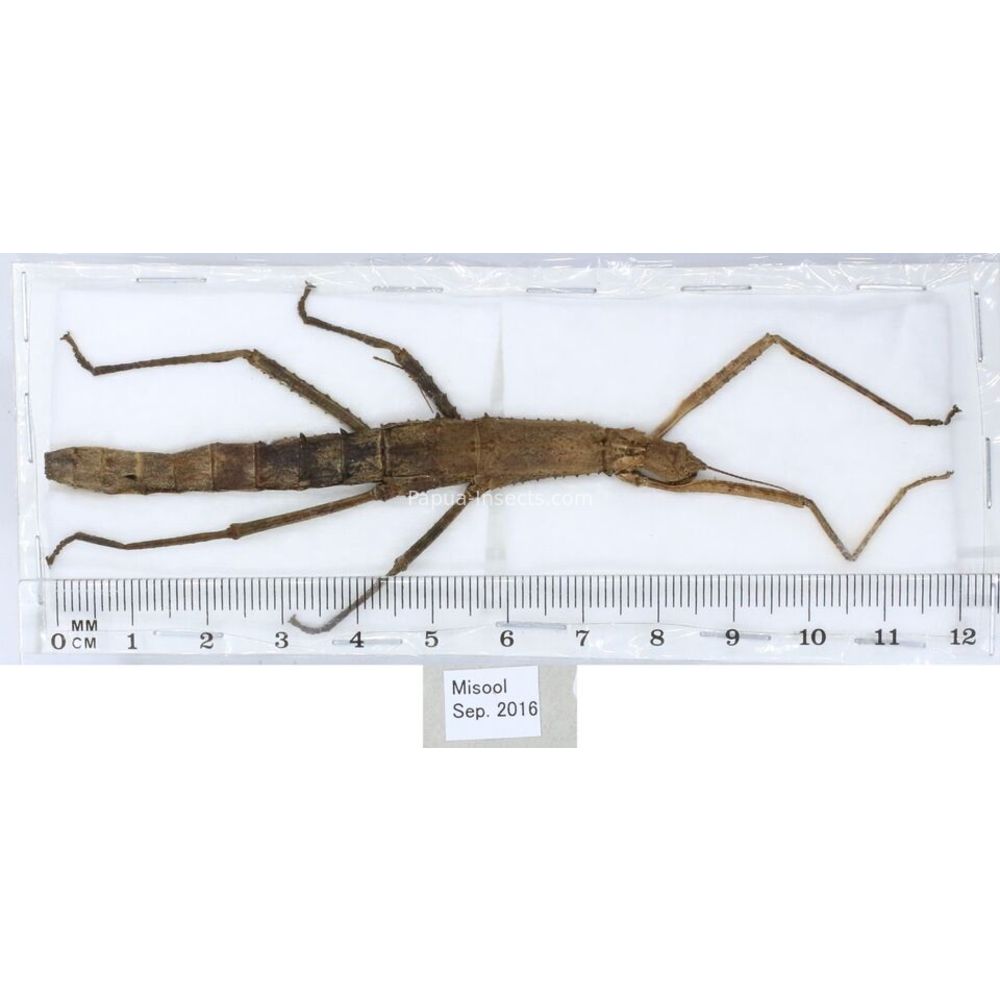 Stick insect - Phasmatodea, phasmid from different islads of Indonesia MIX2