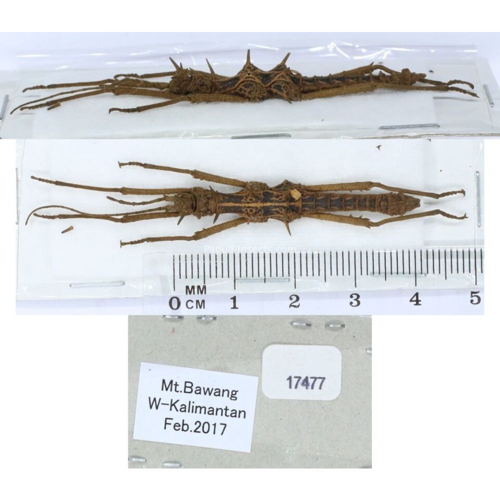 Stick insect - Phasmatodea, phasmid from different islads of Indonesia MIX2