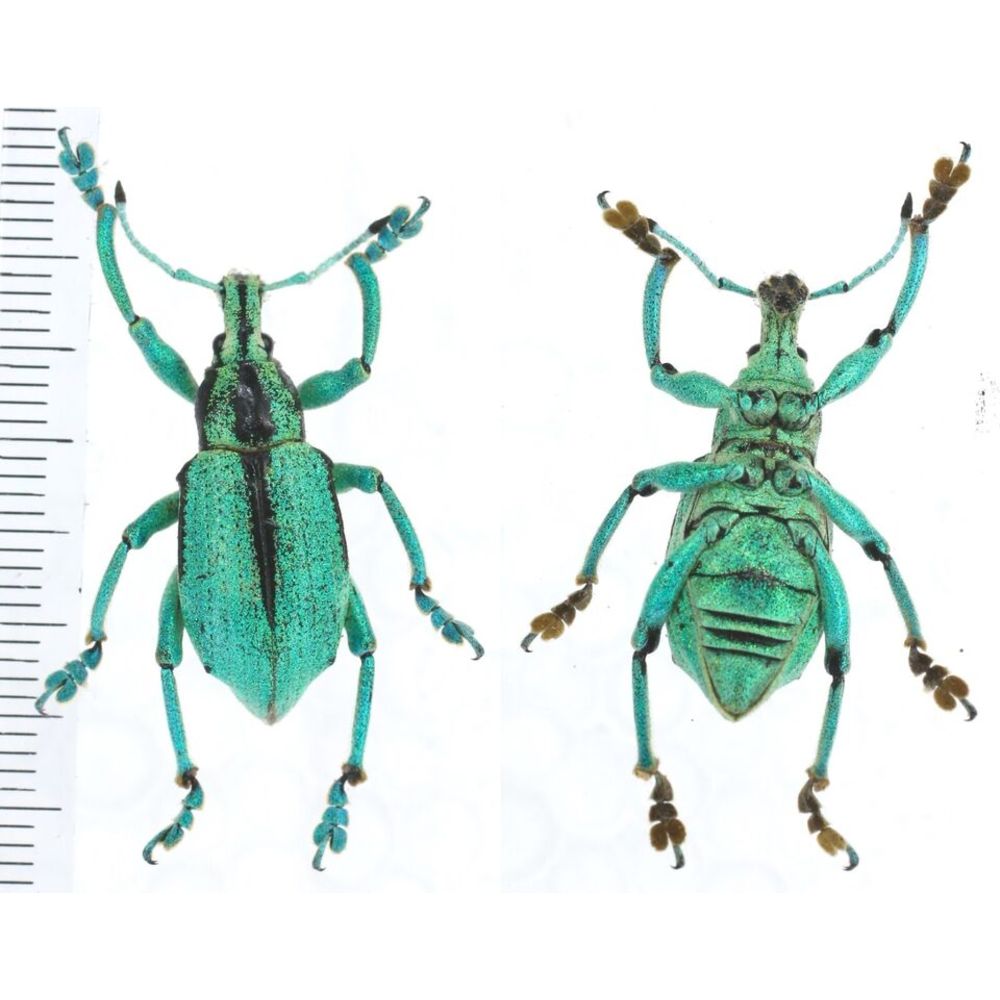 Eupholus bahaskarai from Jayapura province, West Papua, Indonesia MIX