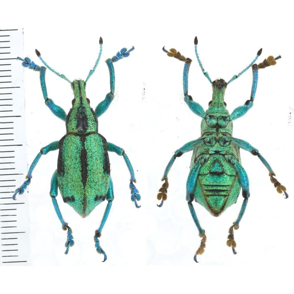 Eupholus bahaskarai from Jayapura province, West Papua, Indonesia MIX