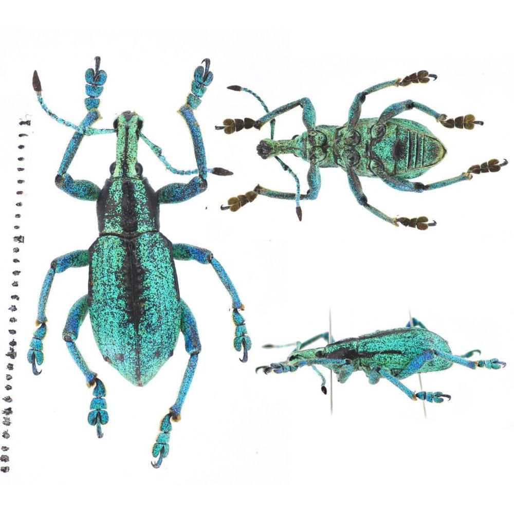 Eupholus bahaskarai from Jayapura province, West Papua, Indonesia MIX